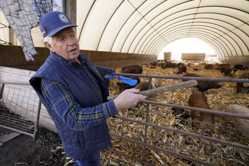 FILE - Ron Mardesen talks about his hog farming operation, Thursday, Dec. 2, 2021, near Elliott, Iowa. Mardesen already meets the California standards for the hogs he sells to specialty meat company Niman Ranch, which supported passage of Proposition 12 and requires all of its roughly 650 hog farmers to give breeding pigs far more room than mandated by the law. The law that went into effect Jan. 1, 2022, stemmed from a 2018 ballot measure where California voters set the nation's toughest living space standards for breeding pigs. (AP Photo/Charlie Neibergall, File)