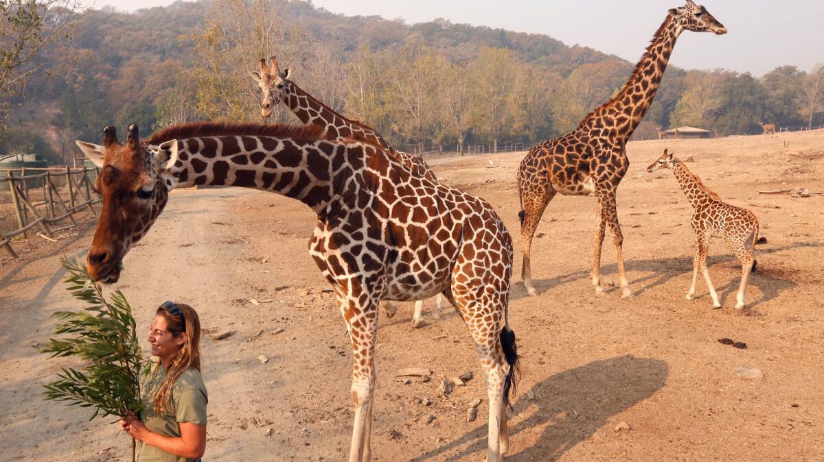 Katie Toole feeds acacia to a giraffe at the Safari West preserve in Santa Rosa.