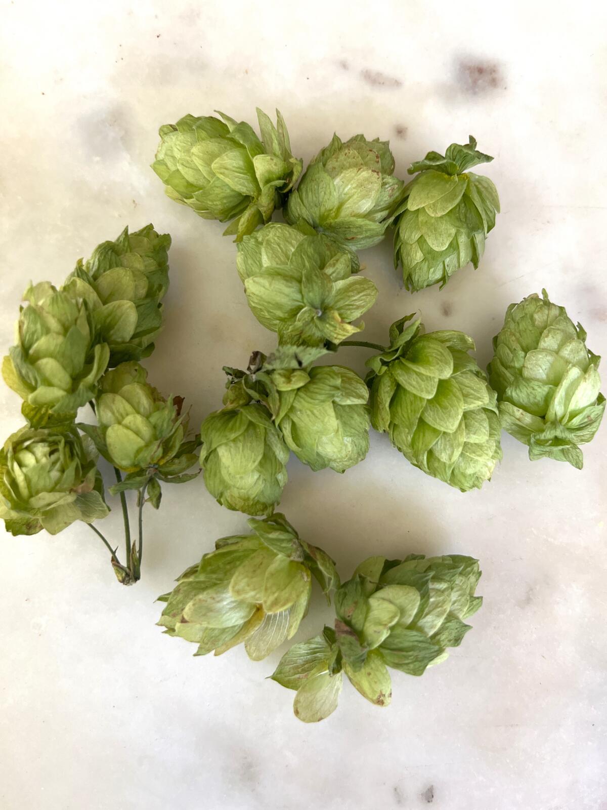 Garden Mastery: Tiny green hop cones thrive in beer