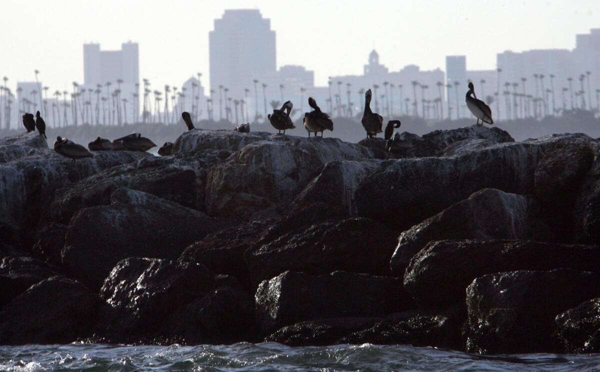 With Long Beach visible in the distance, pelicans perch on the breakwater that divides the open sea from Long Beach harbor.