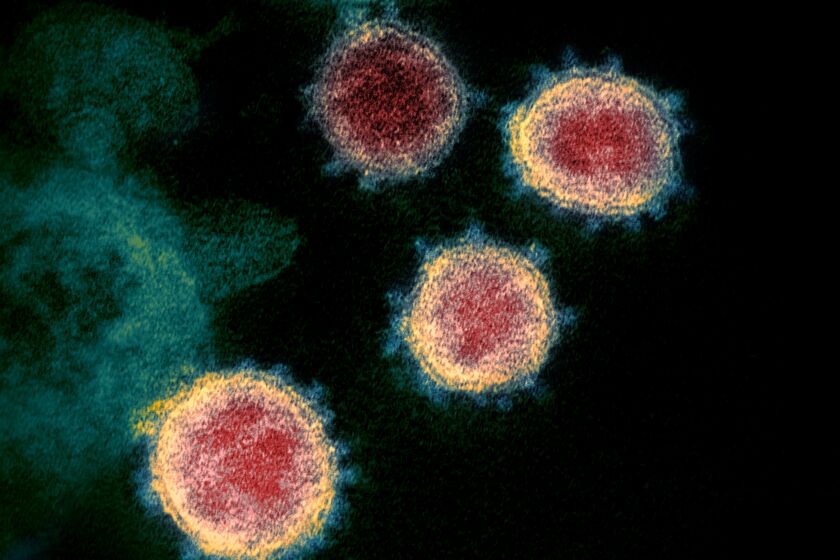 The coronavirus known as SARS-CoV-2, which causes the disease COVID-19, is isolated from a patient in the U.S.