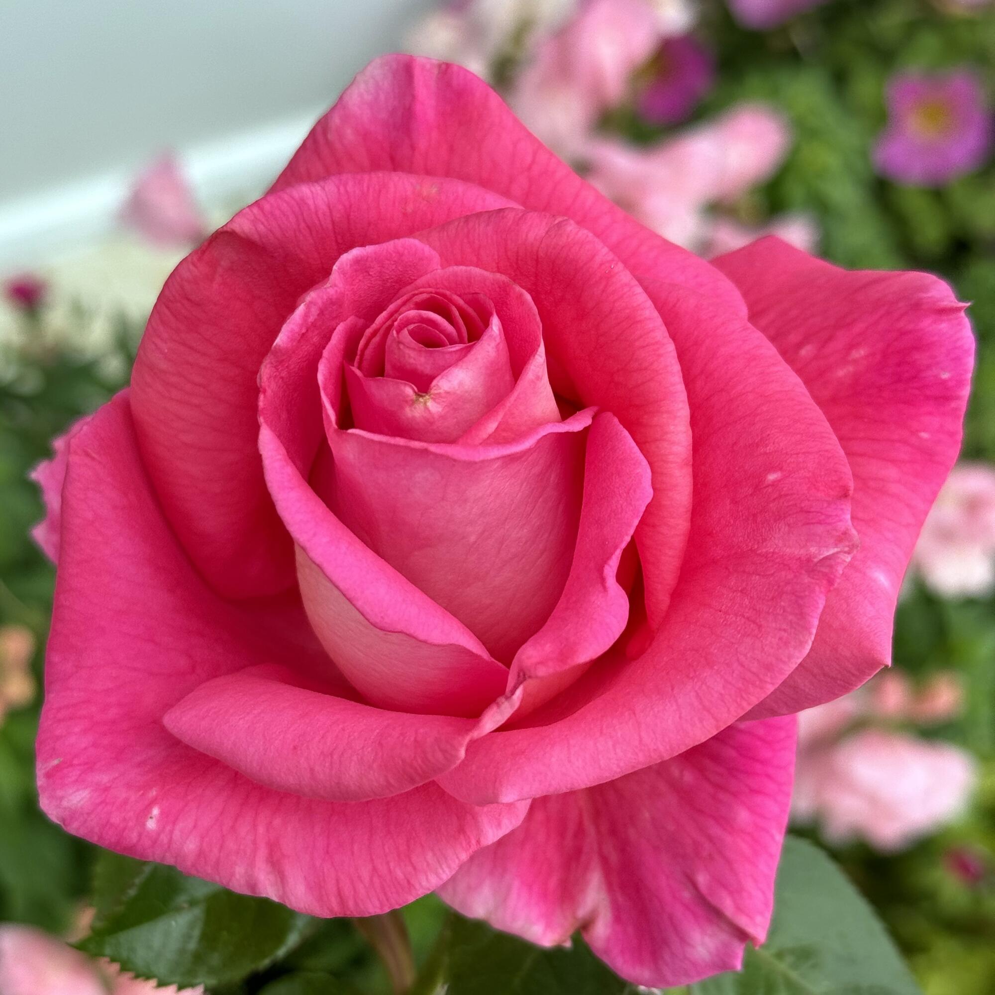 Barbra Streisand names new pink rose Barbra's Baby - Los Angeles Times