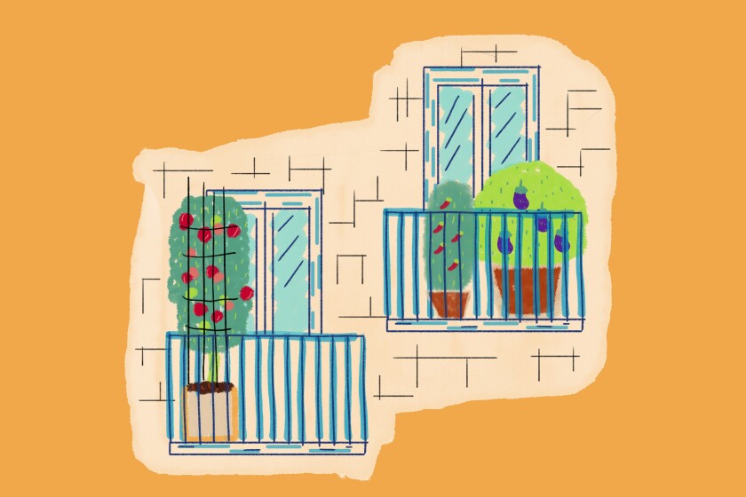 Illustration of veggies growing in pots on a balcony