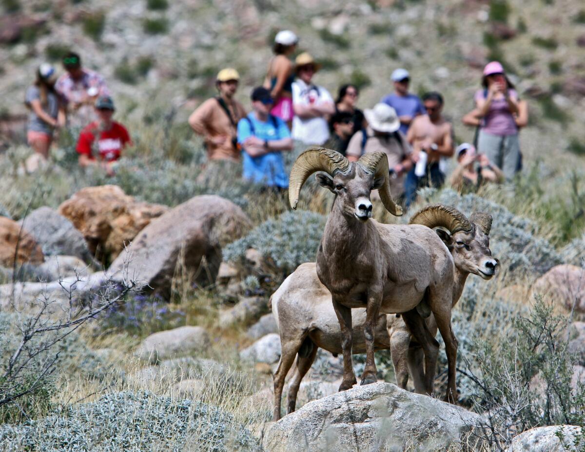 A pair of bighorn sheep in the wild, with tourists stopping to take pictures behind them