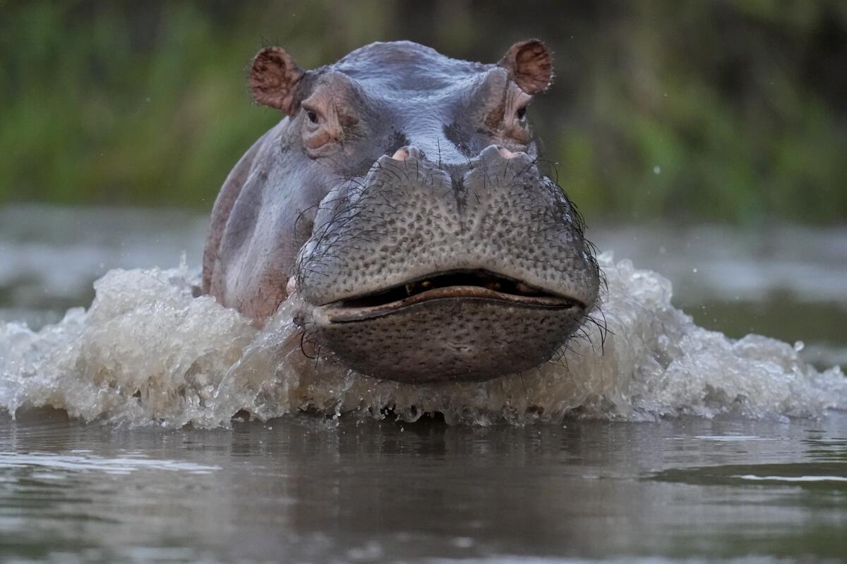 A hippo swims in the Magdalena river