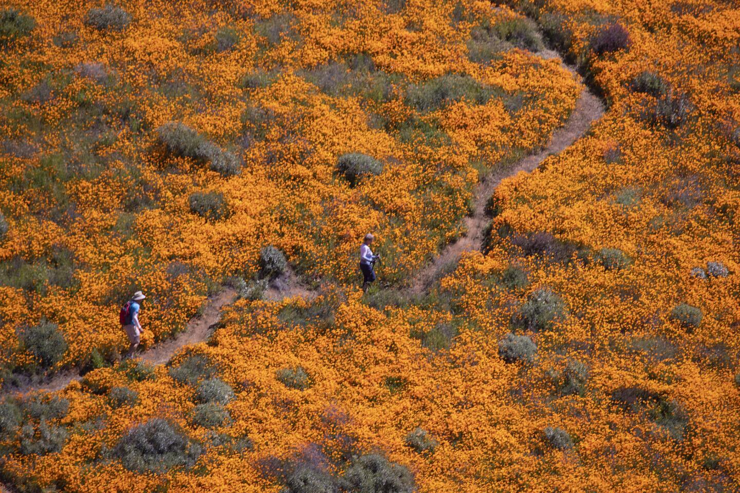 Lake Elsinore poppy fields