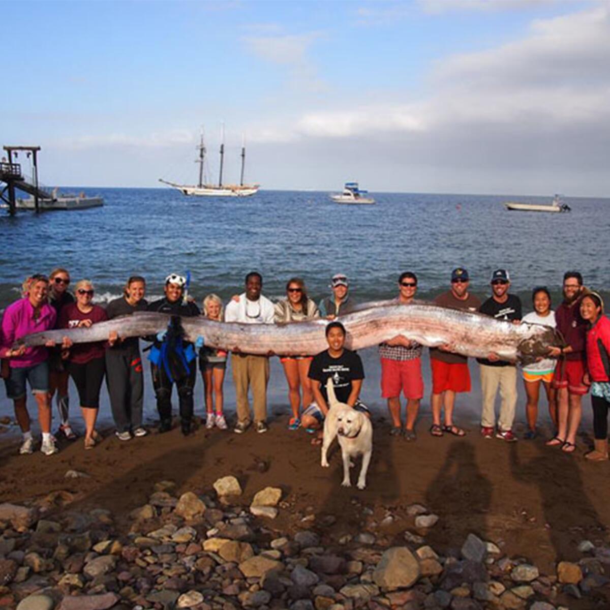 People stand holding a dead 18-foot oarfish that washed up at Toyon Bay on Catalina Island in 2013.