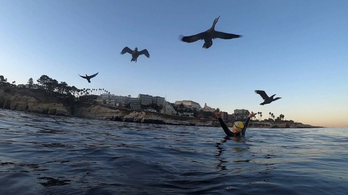 Chris Paulsen cormorants.jpg