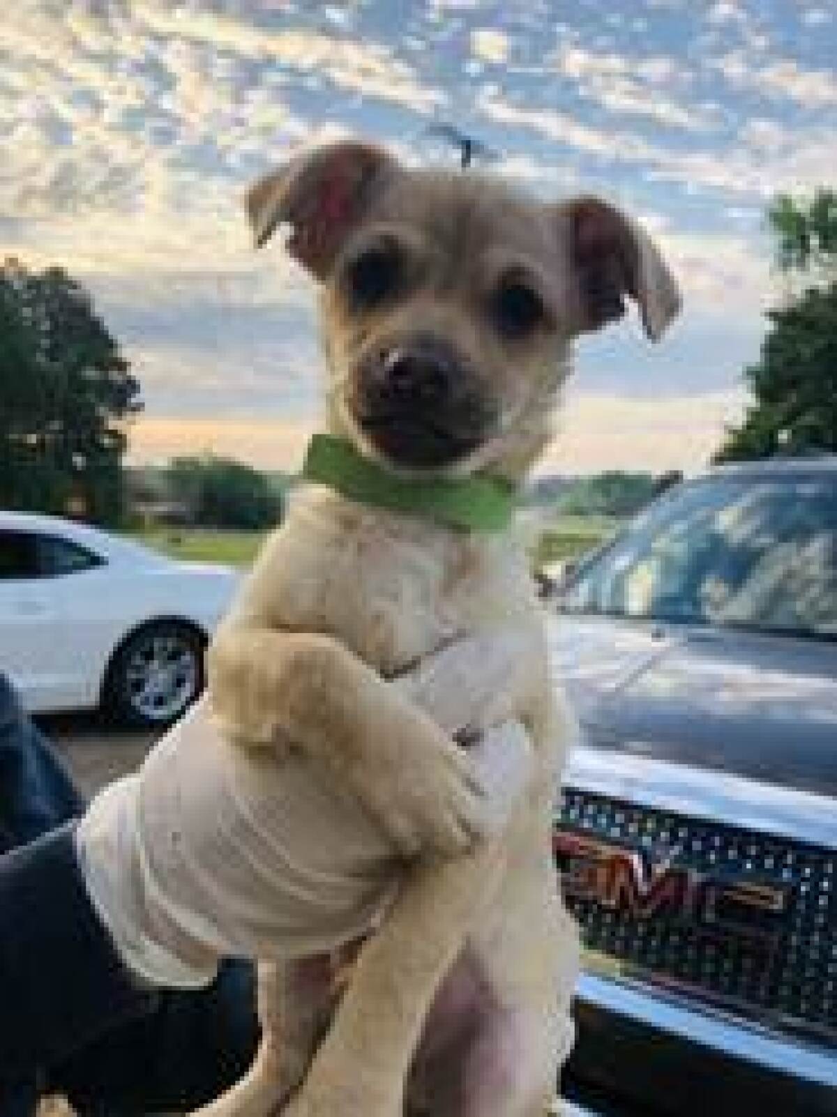 Louisiana pups find salvation at Helen Woodward Animal Center despite COVID-19 closures.