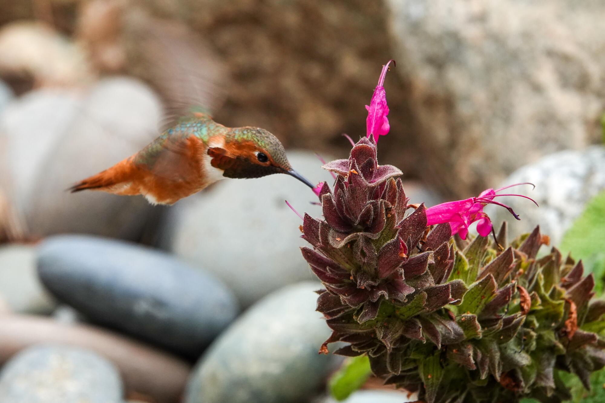A hummingbird, wings blurred because of the motion, sipping nectar from hummingbird sage