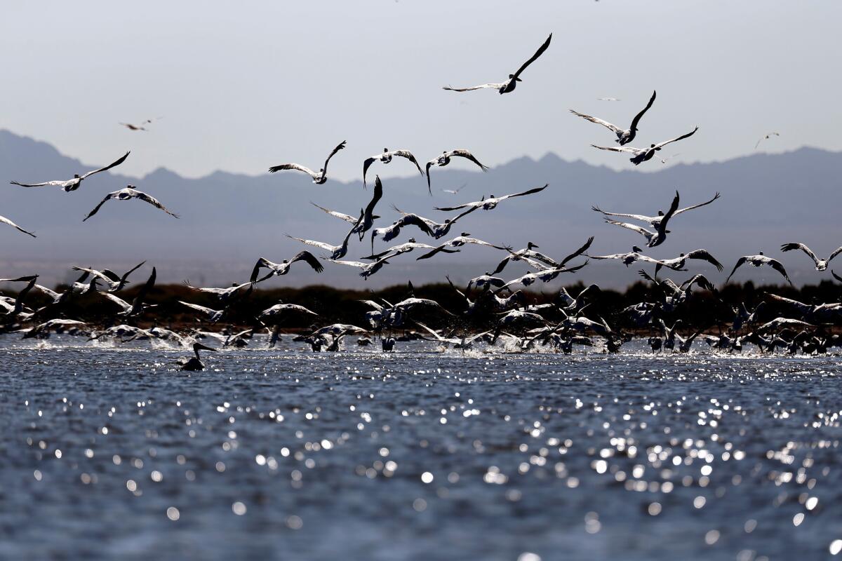 White pelicans fly along the shore of the Salton Sea in Calipatria, Calif., on Aug. 8, 2016.