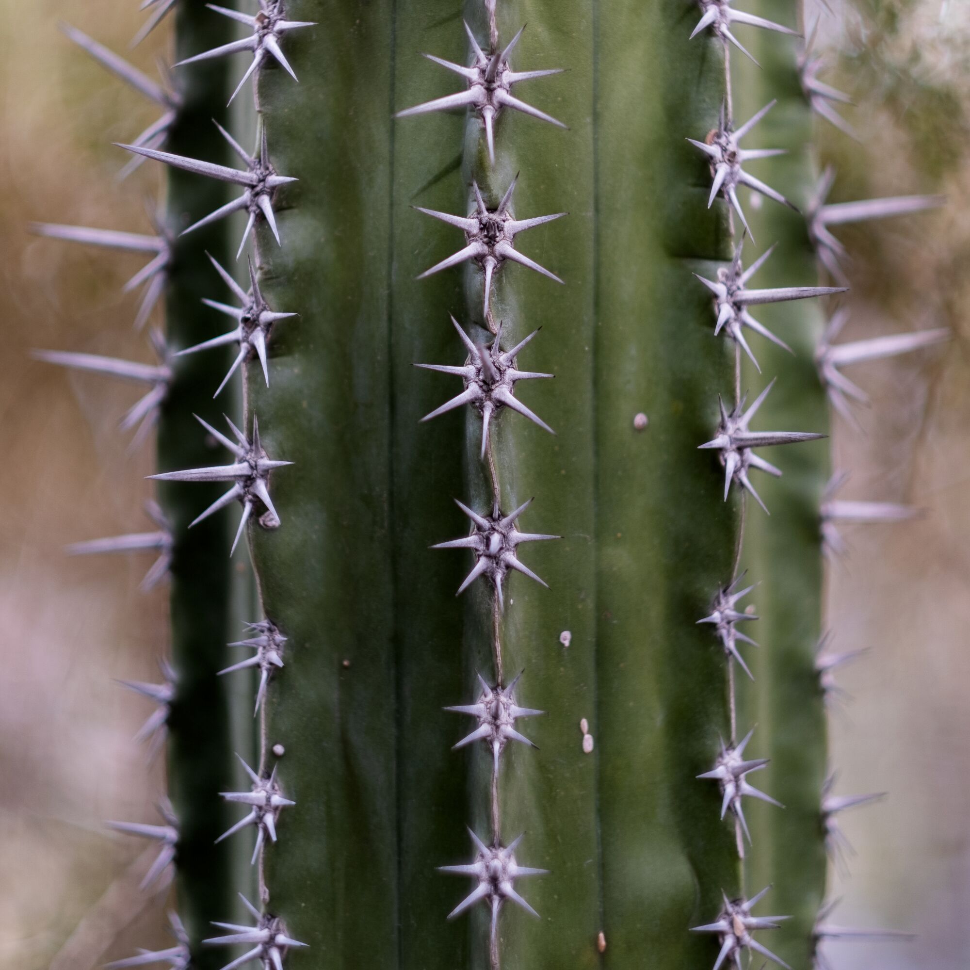 Machaerocereus gummosus cactus with clusters of white spines