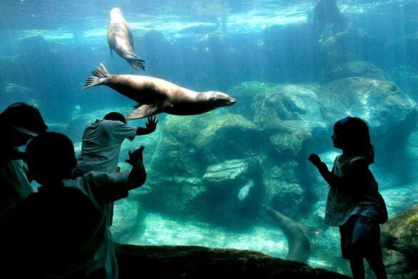 Orquidia Acosta, 3, right, and other youngsters watch sea lions swim in the habitat they share with seals at the Aquarium of the Pacific in Long Beach. This year the aquarium is celebrating its 10th anniversary with many special events through the summer.