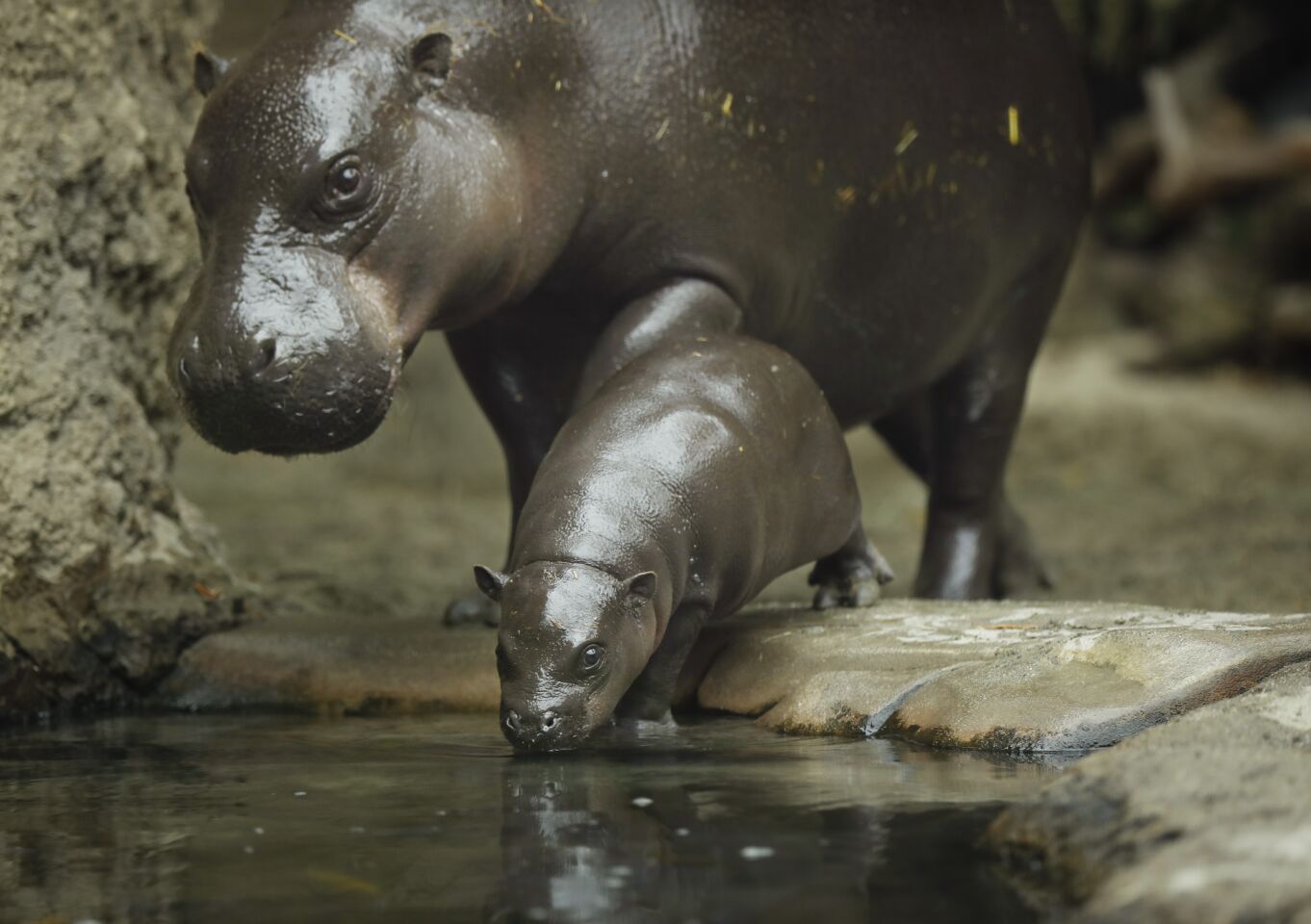 Akobi, a 40-pound, 67-day-old pygmy hippopotamus, walks with his mom Mabel into the water at the San Diego Zoo on June 15, 2020. Akobi was introduced to the public for the first time as it explored the main exhibit for the first time Monday.