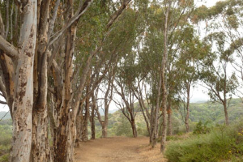 Gentle Inspiration Point trail winds up through lanes of eucalyptus trees.