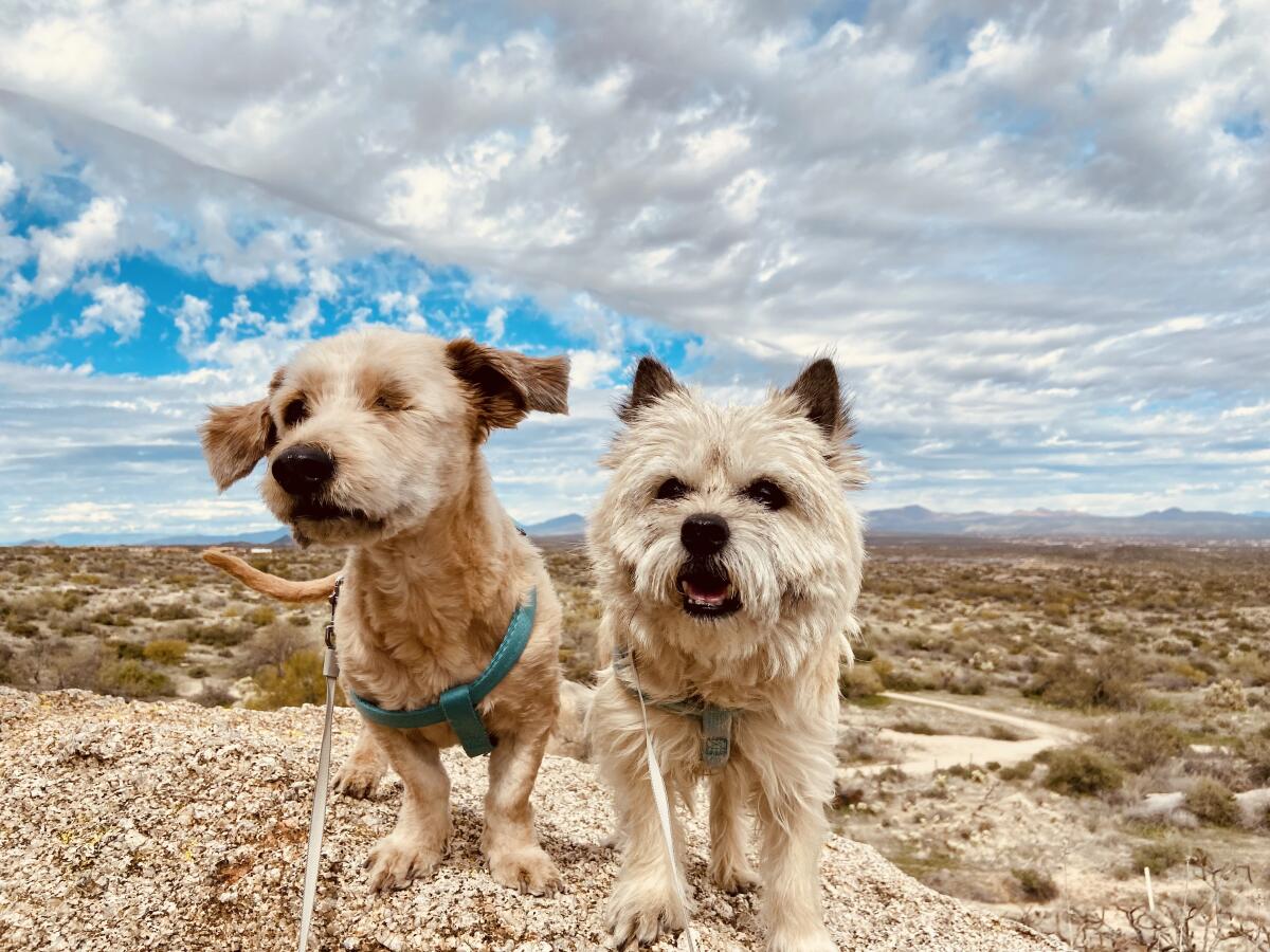 Terrier mix Hobie with 15-year-old Cairn terrier sister Zoe.