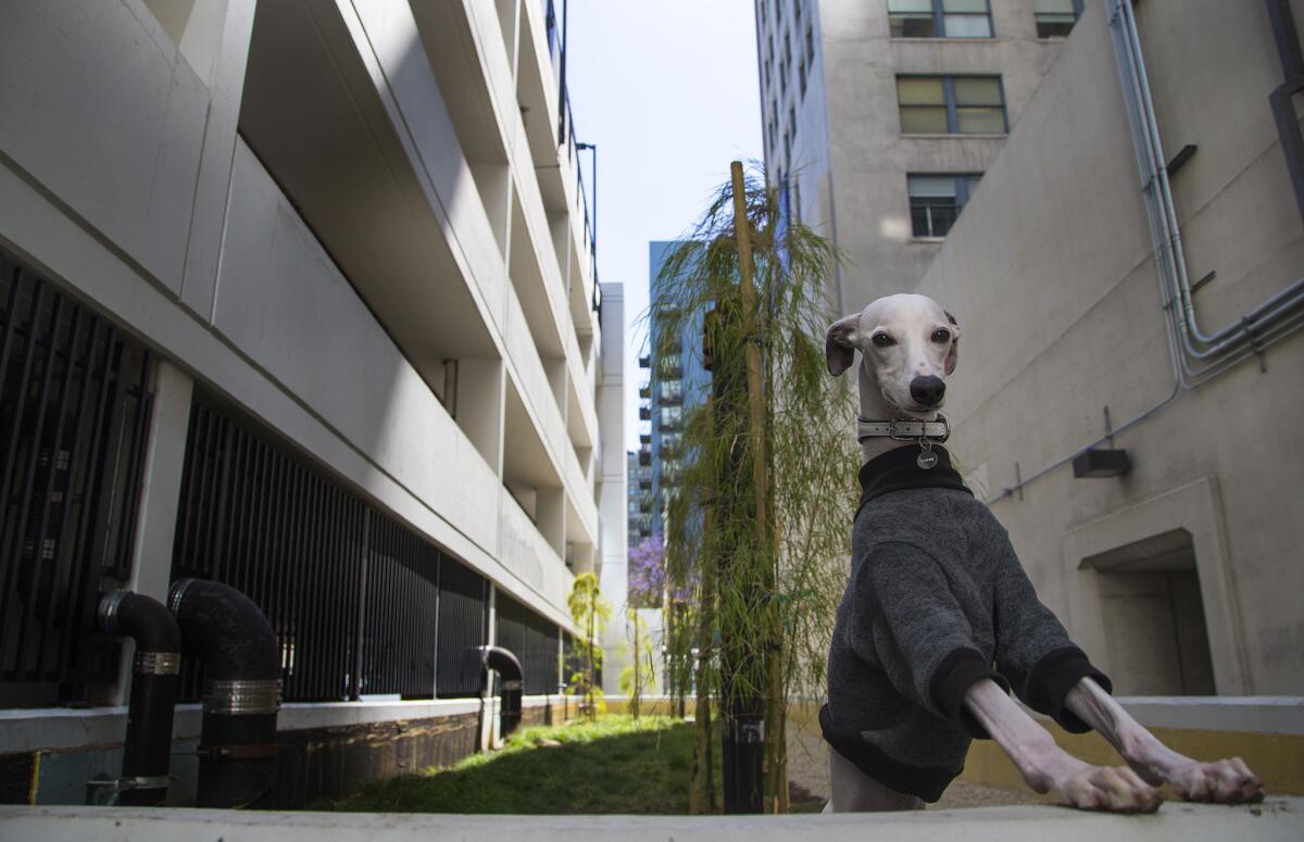 Level has a concierge to walk residents’ dogs and a complimentary Treat Bar in the lobby.
