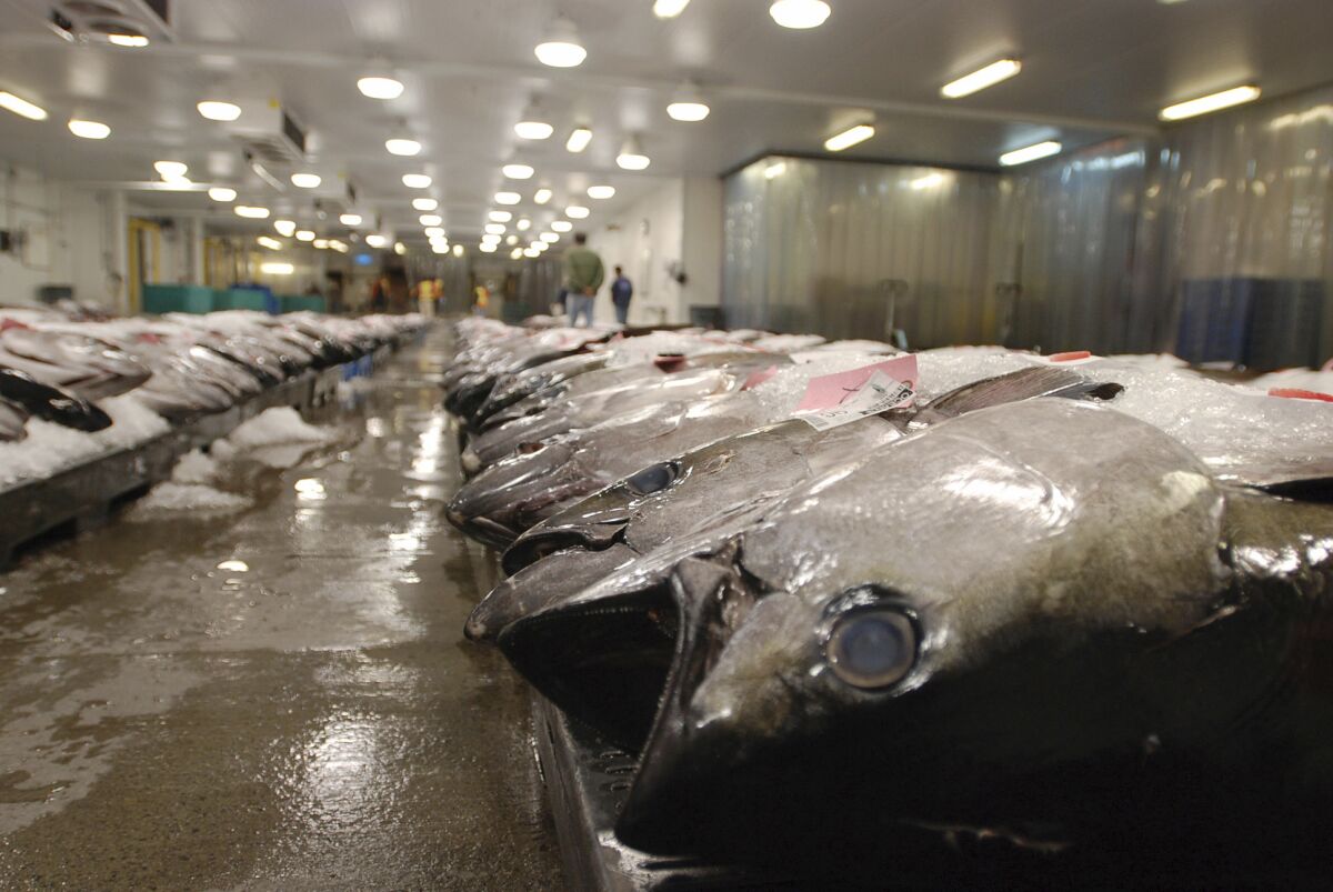 FILE - In this March 23, 2016 file photo, tuna caught by foreign fishermen aboard American boats are lined up at the Honolulu Fish Auction at Pier 38 in Honolulu. A tuna fishing boat based in the Pacific island nation of Fiji that has been accused of essentially enslaving its crew was blocked Wednesday, Aug. 4, 2021, from importing seafood in the United States, part of an increasing effort to keep goods produced with forced labor from entering the country. (AP Photo/Caleb Jones, File)