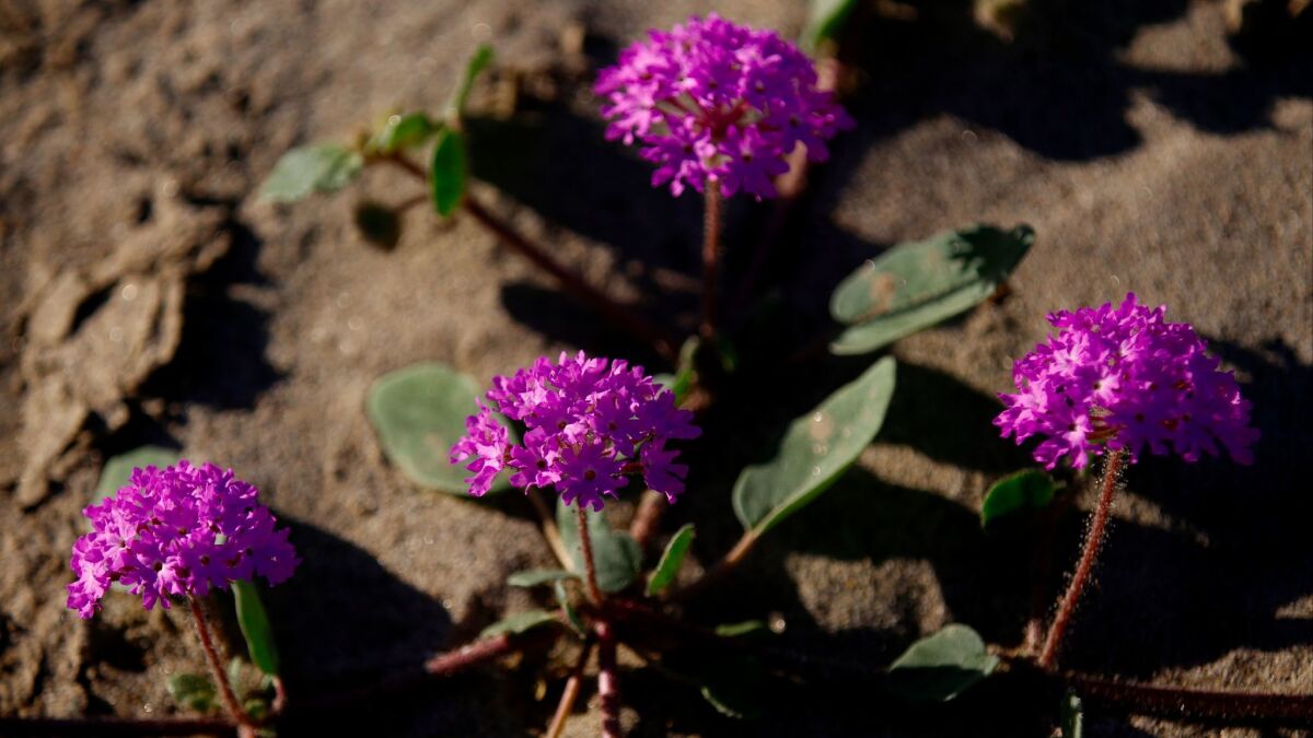 Sand verbena is one of the wildflowers you can see at Anza Borrego Desert State Park, which is having one of its best blooms in decades.