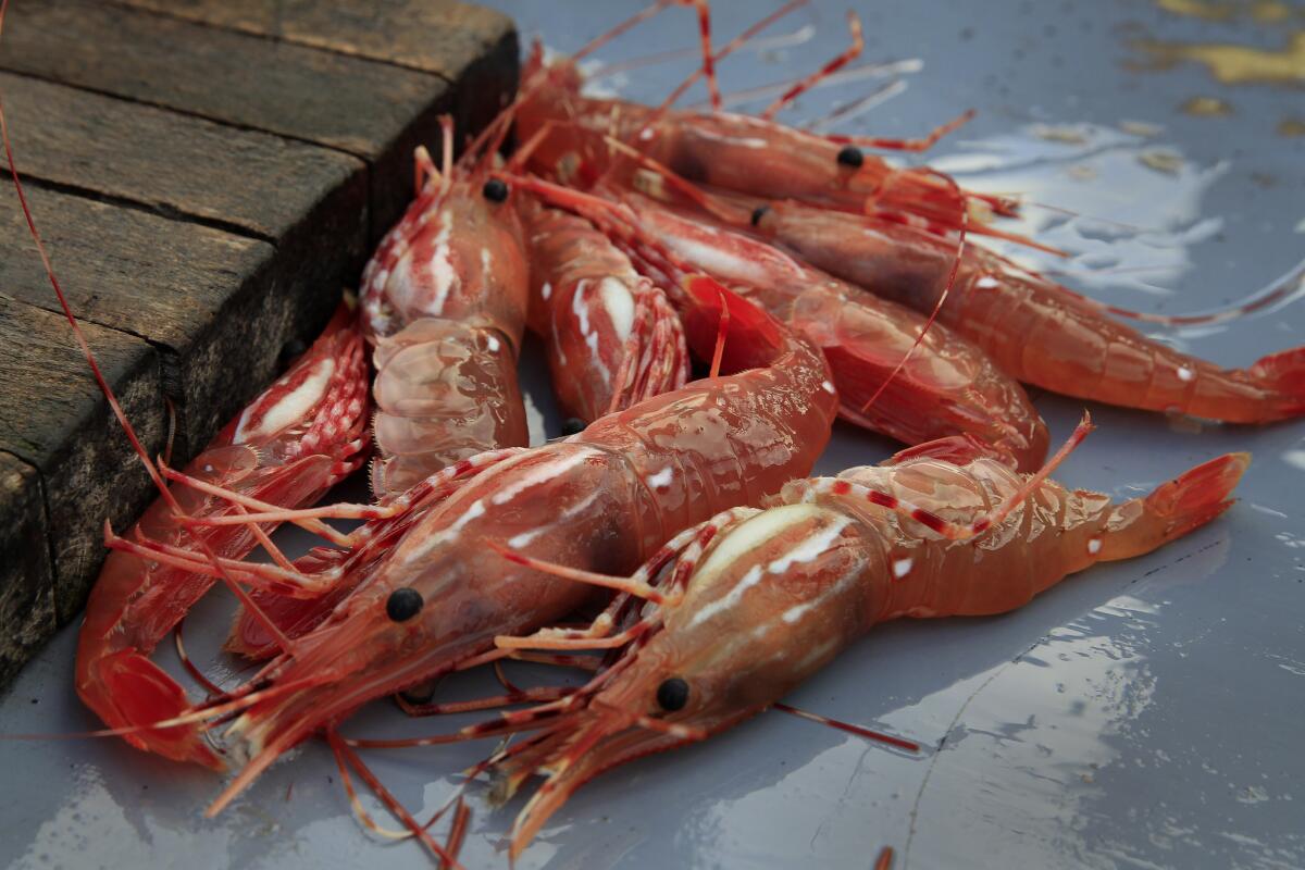 Spot prawns are for sale at the Dory Fleet fish market.
