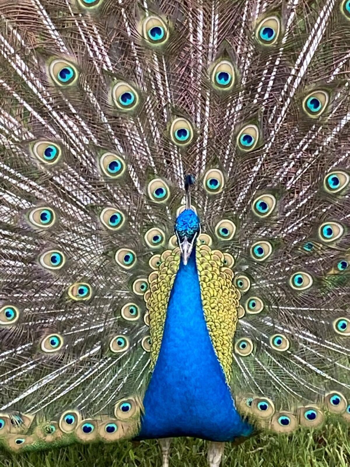 A peacock showing its feathers 
