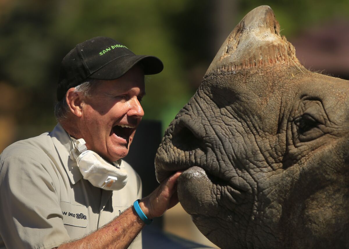 Zookeeper Doug Kresl uses his friendly personality and a few snacks to charm the San Diego Zoo's greater one-horned rhinoceros, Surat. Visitors who buy a Backstage Pass excursion can get close to Surat, pose for photos and touch his rough skin. An inhabitant of the Urban Jungle area, Surat is also watchable from visitor pathways.