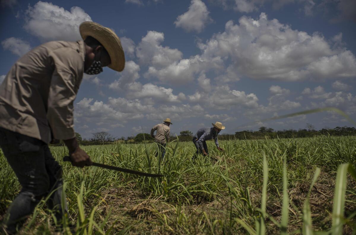 FILE - Farmers use machetes to weed a sugar cane field in Madruga, Cuba, Thursday, April 29, 2021. According to local authorities, Cuba has been able to reach only half of its sugar production plan for 2022, far from the huge harvests from many decades ago, the Caribbean island nation will only be able to cover its local market and will not export any of its sugar production to foreign markets. (AP Photo/Ramon Espinosa, File)