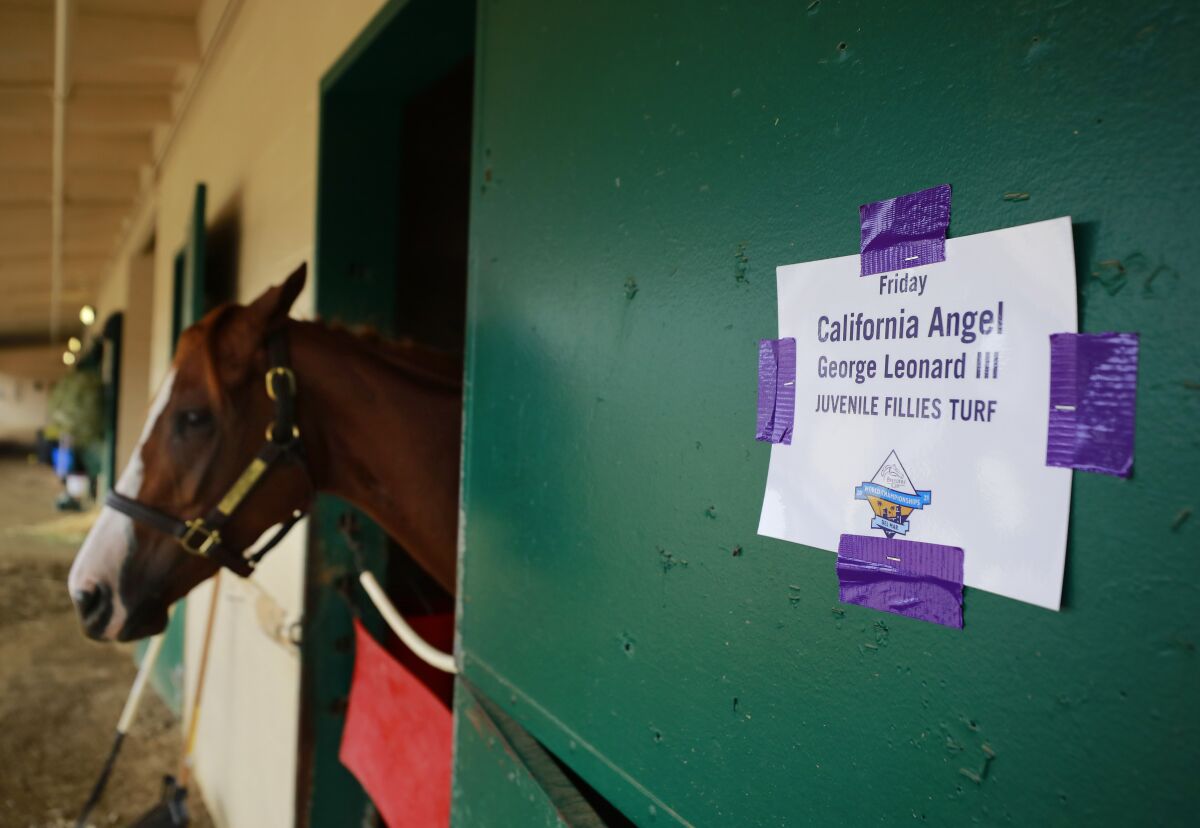 Trainer George Leonard III qualified California Angel for the Breeders' Cup at Del Mar.