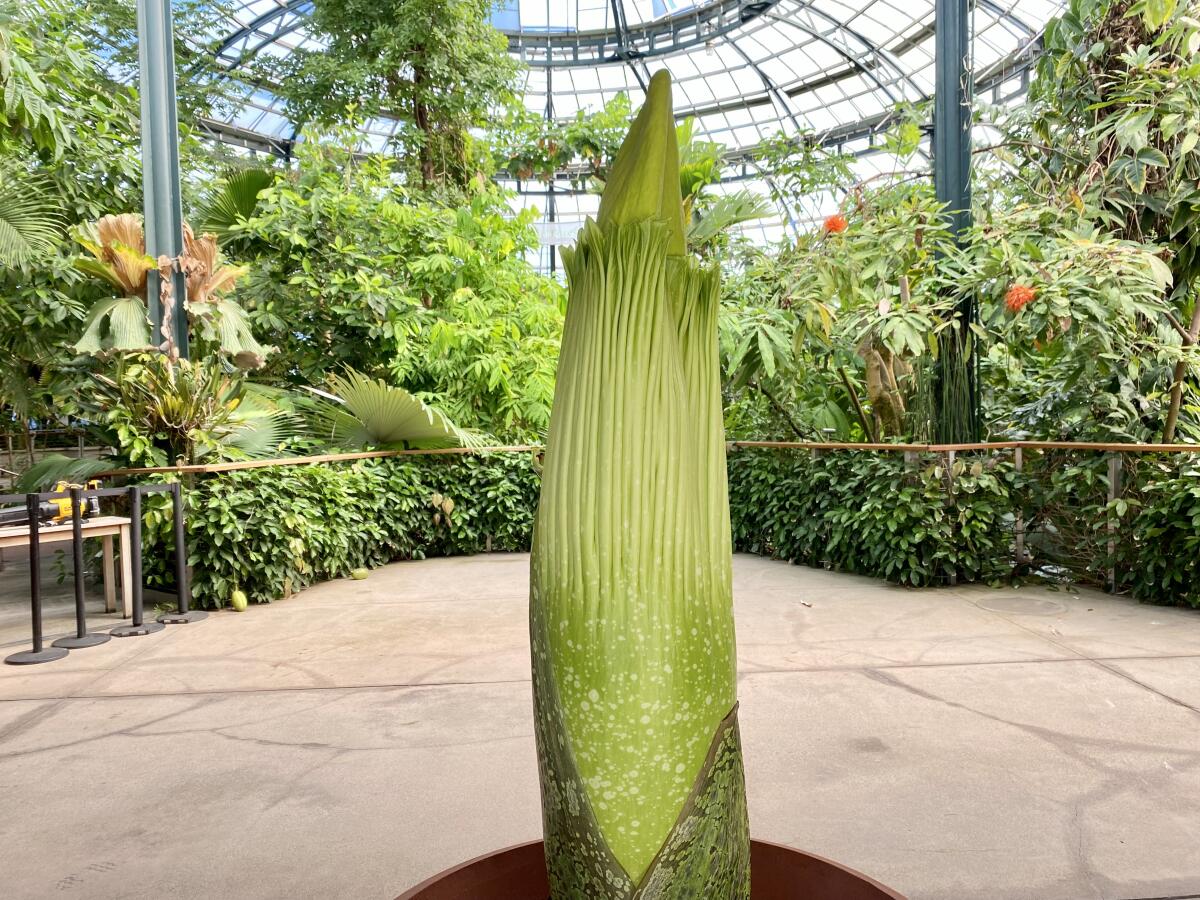 The Huntington's most recent corpse flower (Amorphophallus titanum)