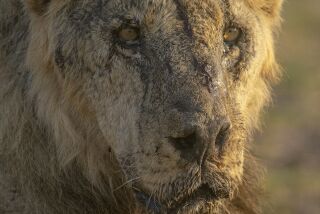 Loonkiito, uno de los leones más viejos de Kenia en vida silvestre, en el Parque Nacional Amboseli, el 20 de abril de 2023. Pastores furiosos por la muerte de sus cabras mataron a este y varios leones más en mayo de 2023. (Foto, Philip J. Briggs/Lion Guardians via AP, Archivo)