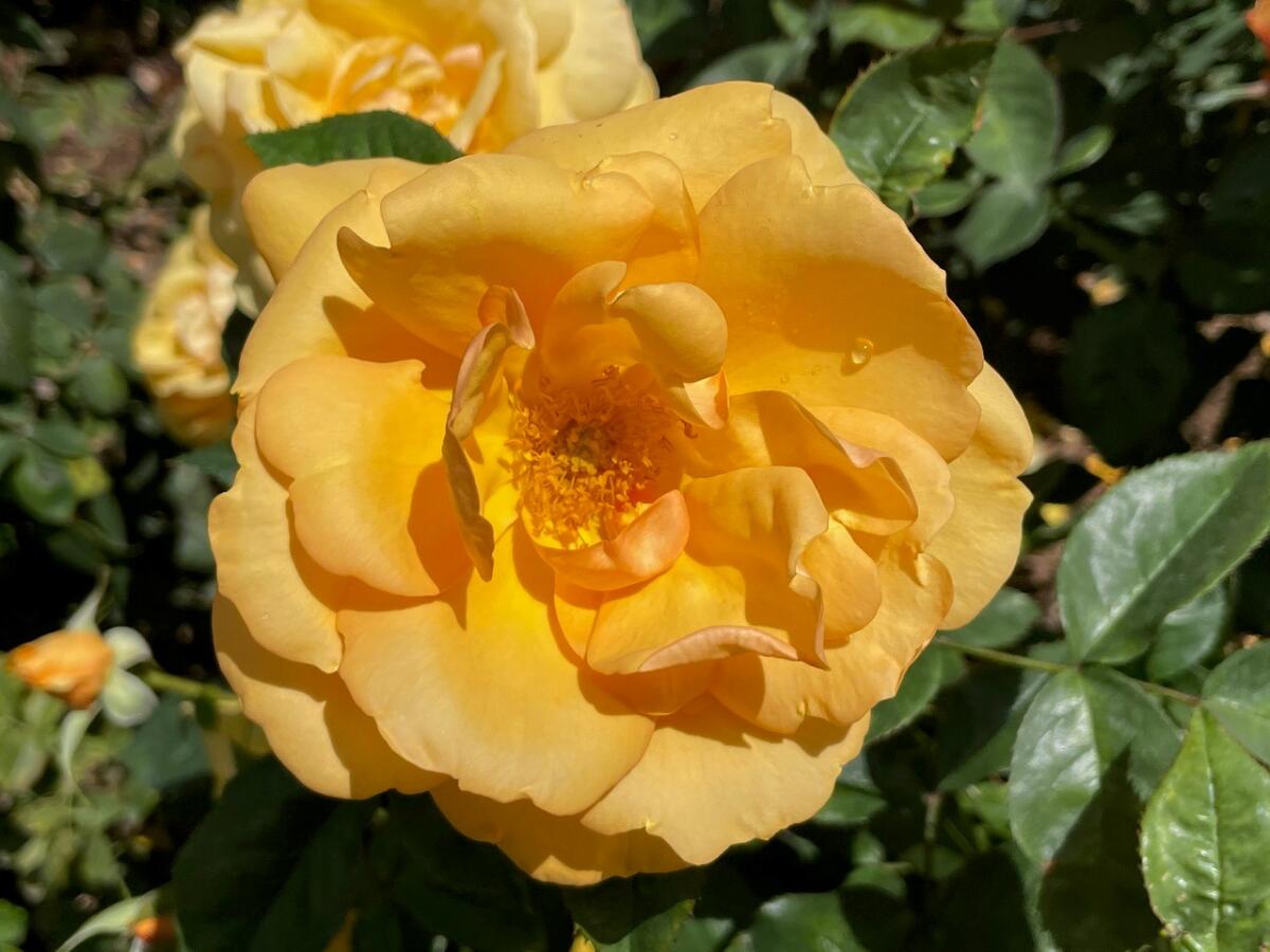 The yellow ‘South Africa’ rose has a double bloom, with between 17 and 25 petals.
