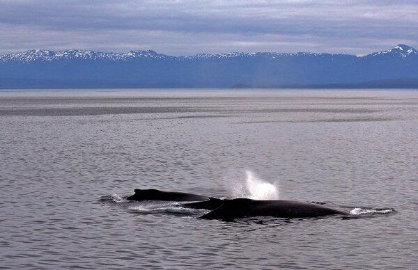 Humpback whales make their way past the landscape of Icy Strait, Alaska.