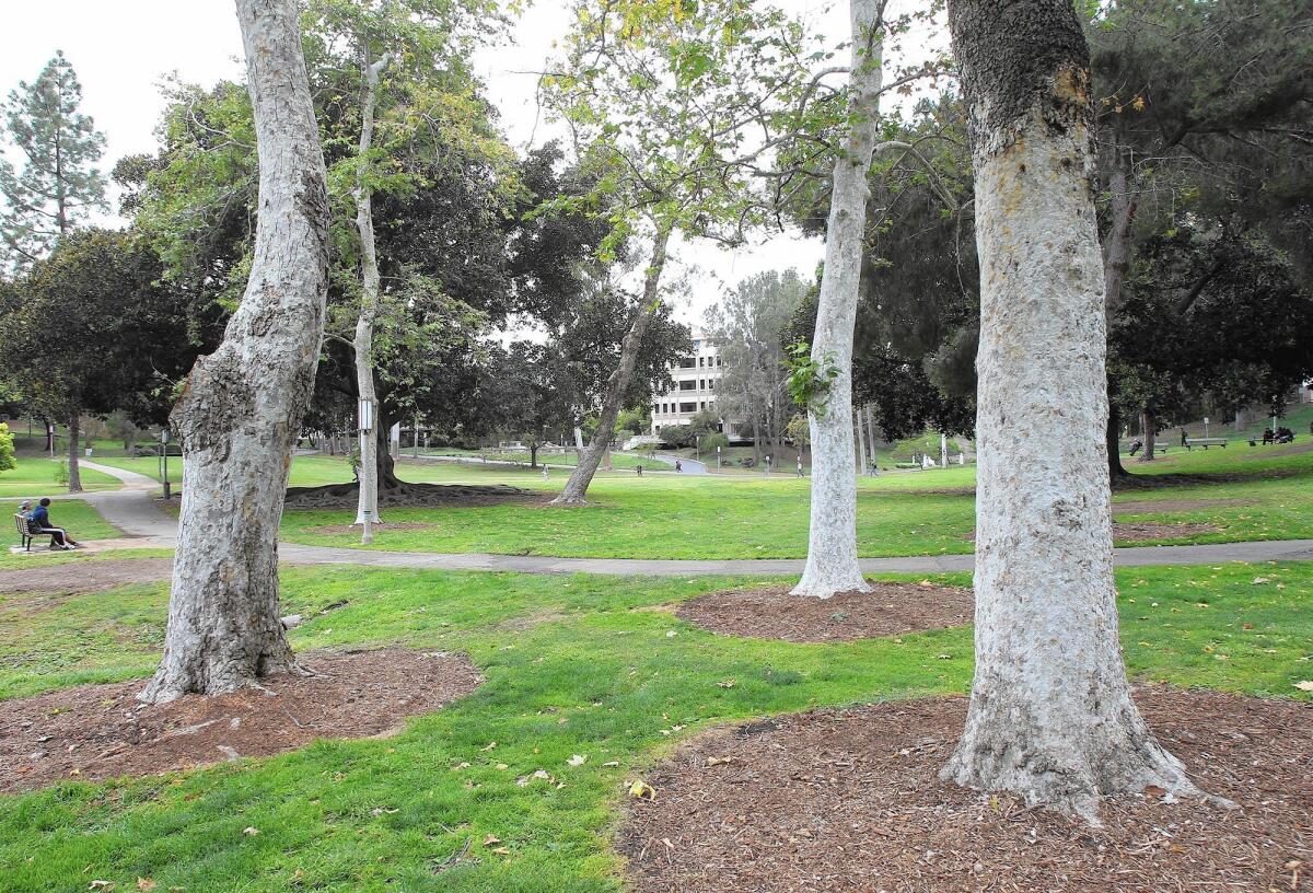UCI discovered that hundreds of its trees especially in Aldrich Park, above, were infested with an invasive beetle from Southeast Asia.
