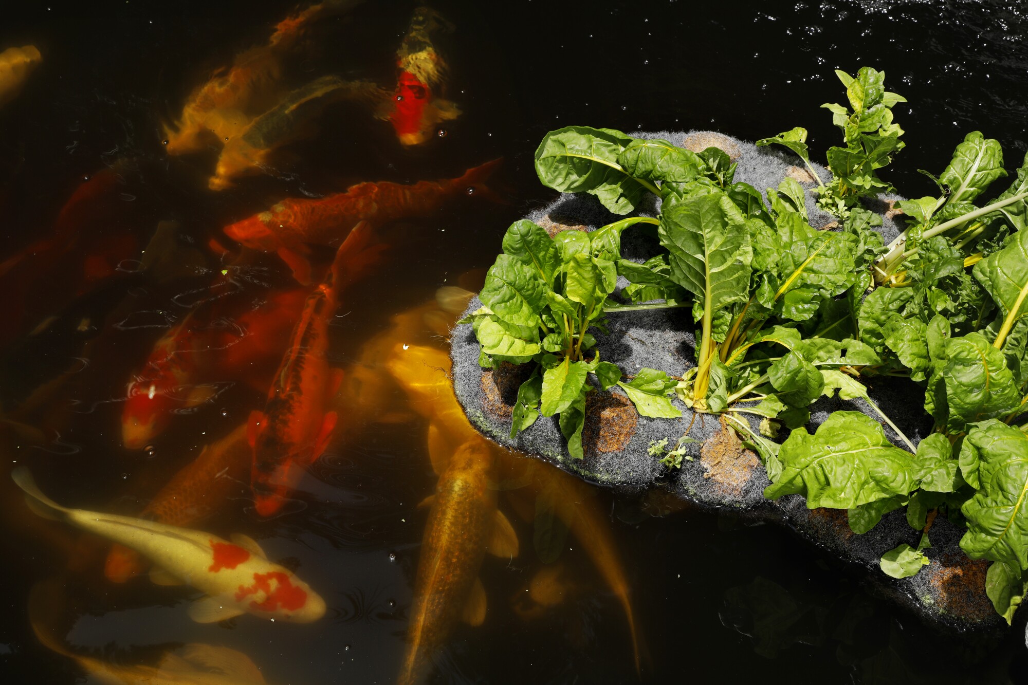 A small island of chard floats in a pond full of colorful koi fish.