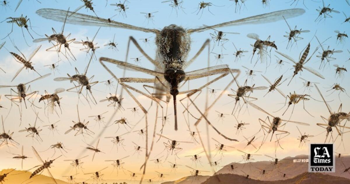 洛杉矶时报今日：为什么洛杉矶现在有这么多蚊子？
