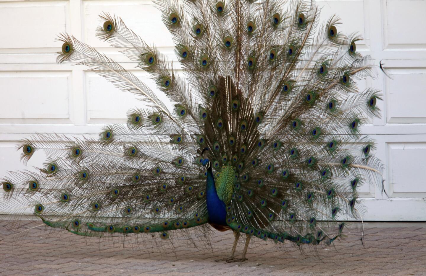 Peacocks in Rolling Hills Estates