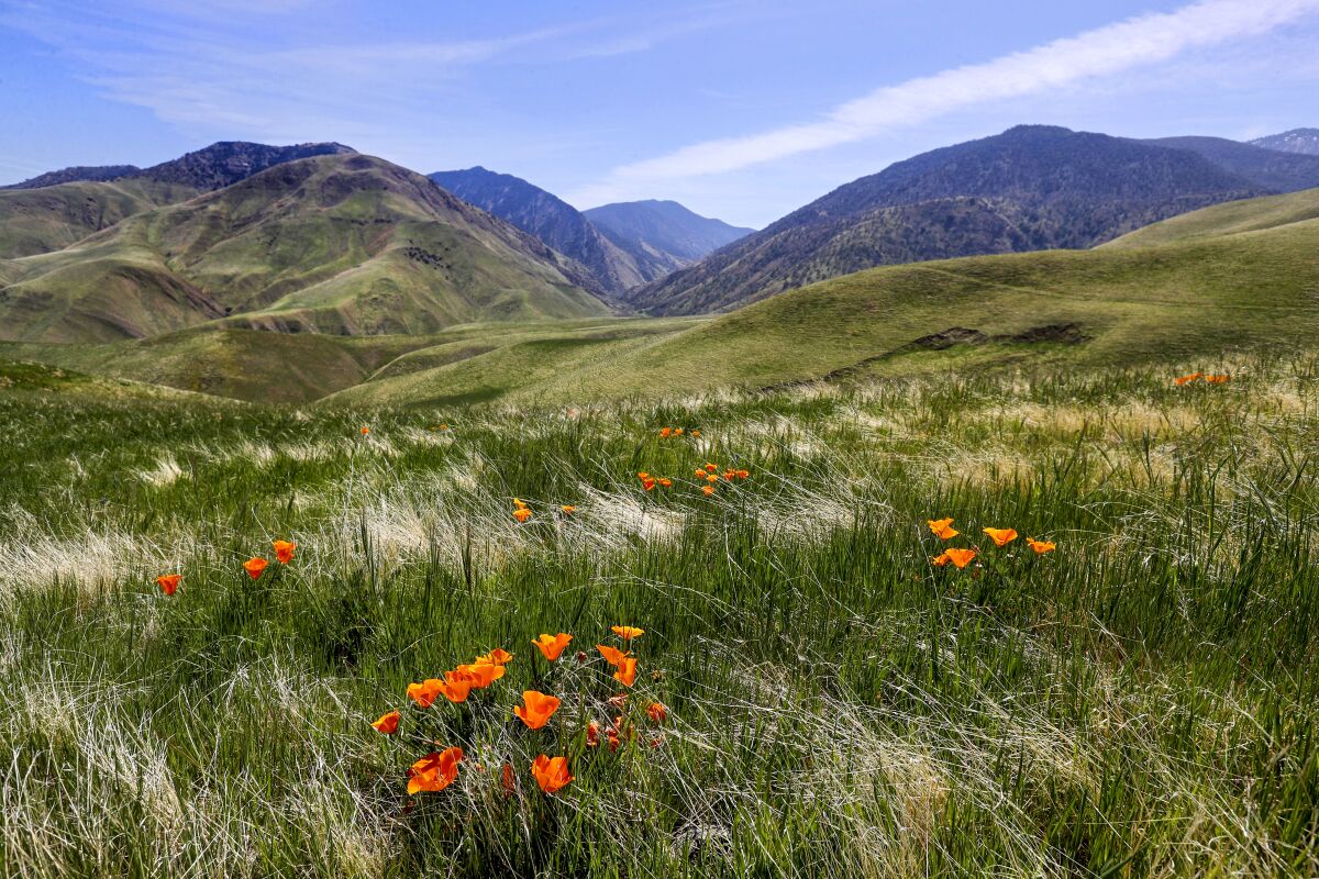 Orange flowers bloom amid tall grass with low green mountains in the background.