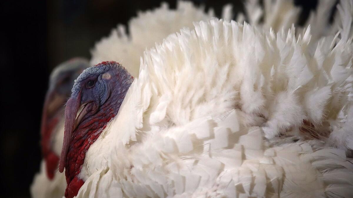 Tater and Tot, the National Thanksgiving Turkey and its alternate, were "pardoned" by President Obama on Tuesday.