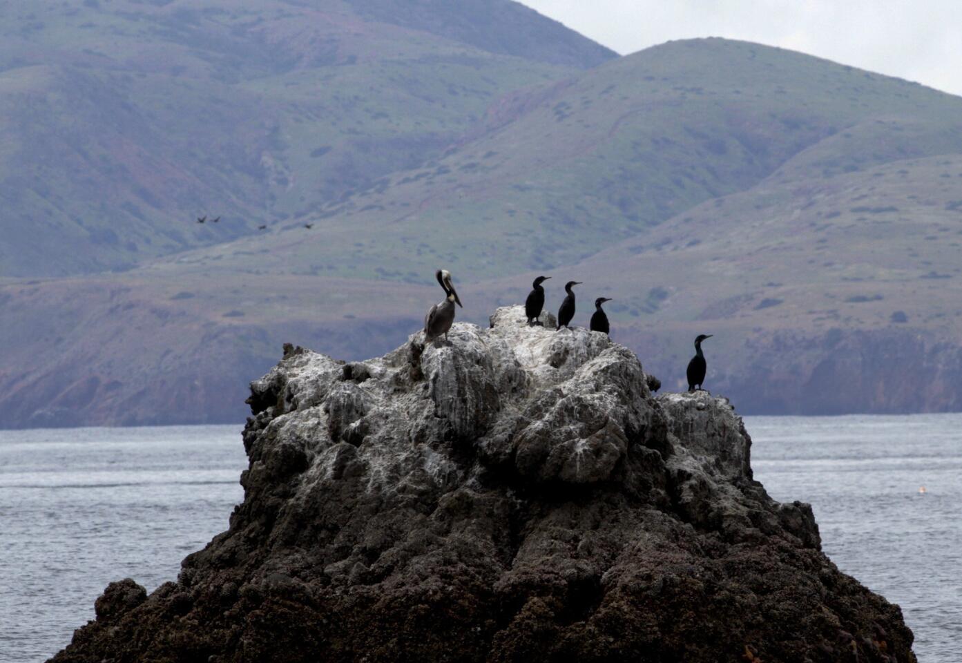 Perched on a rock