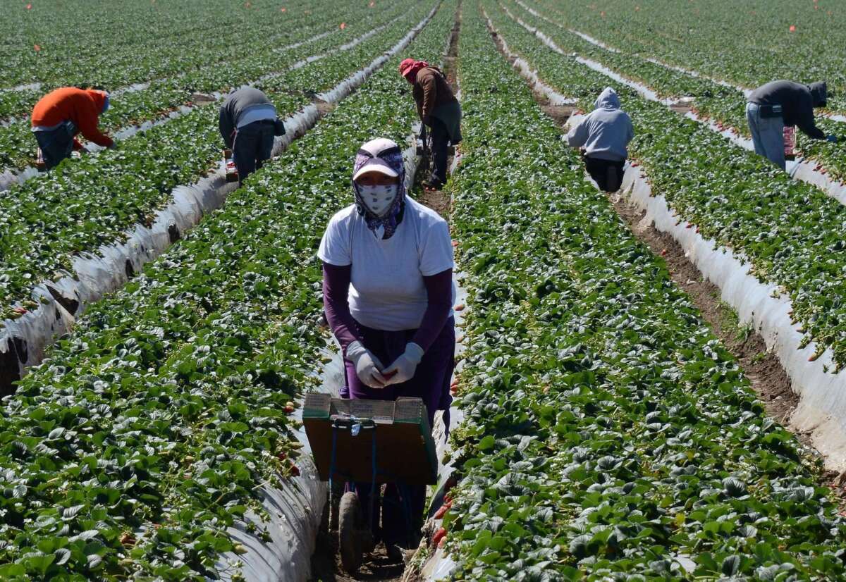 The House Committee on Homeland Security has approved measures dealing with border security, E-Verify, interior enforcement, highly skilled immigrants and an agricultural guest worker program. Above: Migrant workers harvest strawberries at a farm near Oxnard, Calif.