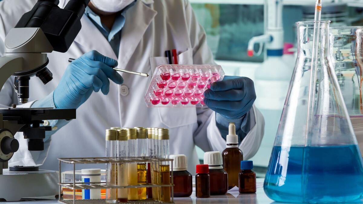 A doctor cultivating cell tissue in culture plate on the laboratory; researcher scientist working with cell culture.