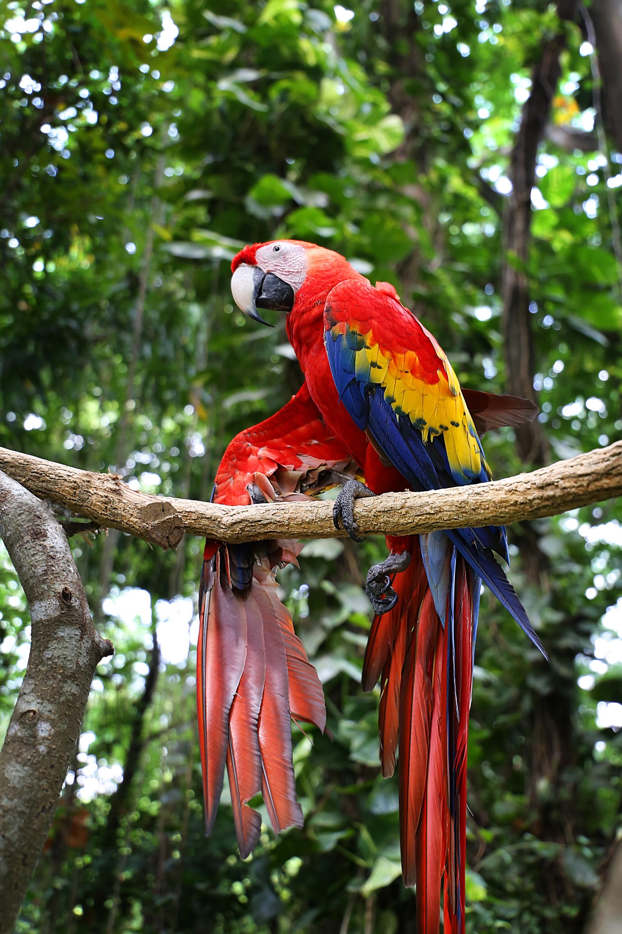 La Reserva de la Biosfera Maya, es el hogar de por lo menos unas 513 especies de aves.