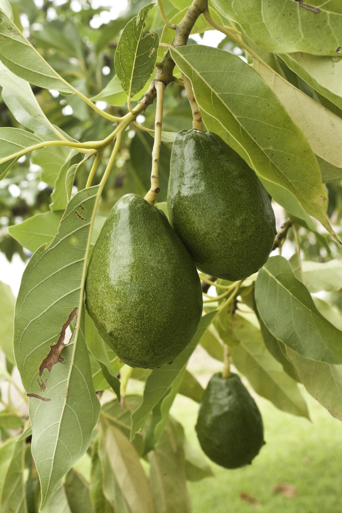 Feed avocado trees with organic avocado food.