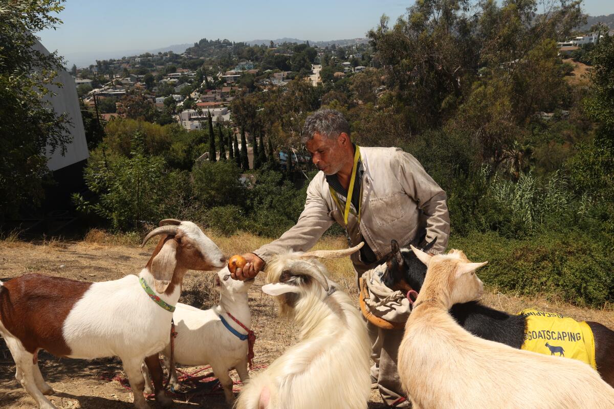 Dael Wilcox poses for a portrait while feeding his five goats on Wednesday, Aug. 21, 2024 in Los Angeles, CA.