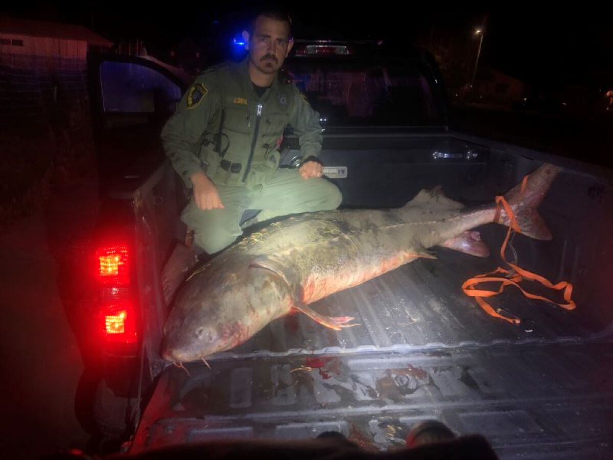 A wildlife officer with a large fish in a truck bed