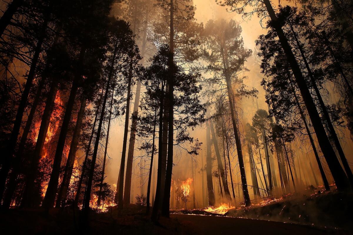 The Rim Fire consumes trees near Groveland, Calif., in 2013. The fire scorched more than 250,000 acres in and around Yosemite National Park.