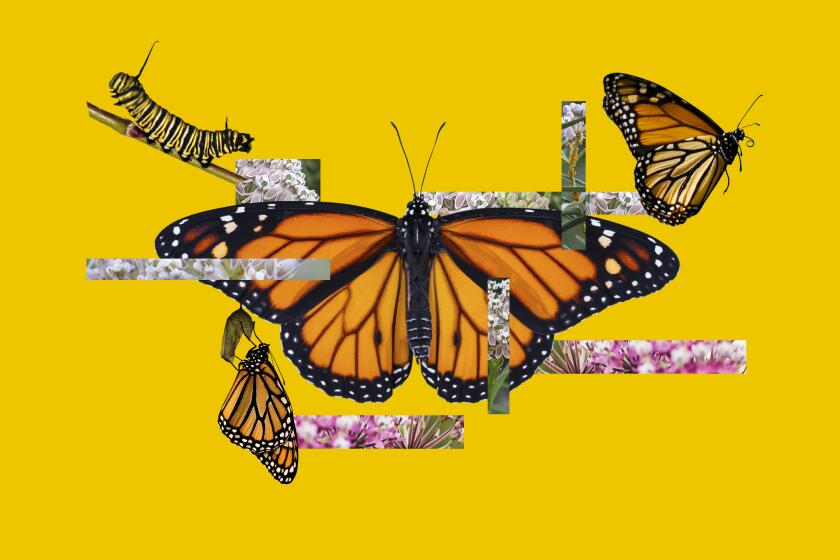 California Monarch Butterfly Count Underway – NBC Los Angeles