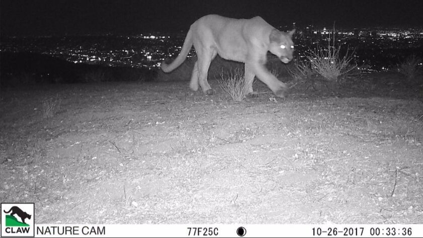 Wildlife Camera Catches Uncollared Mountain Lion Roaming The - mountain lion hollywood picture