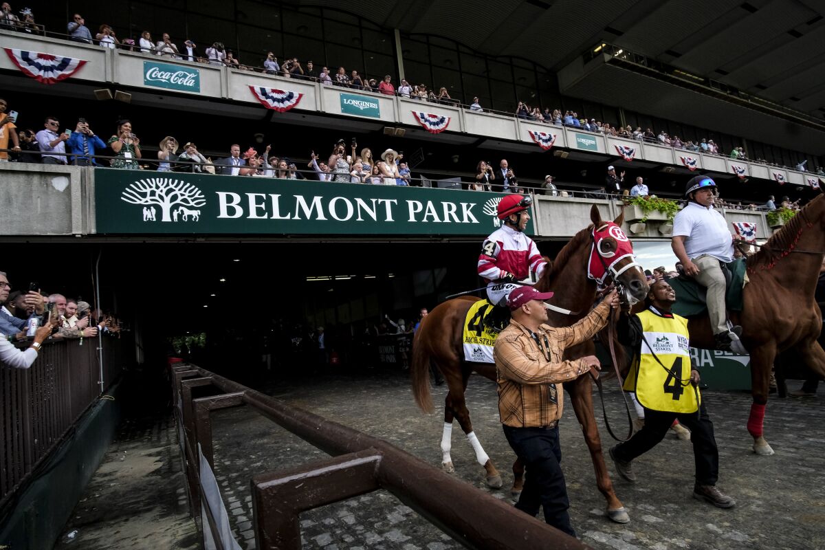 Rich Strike (4), with jockey Sonny Leon, is led onto the track for the 154th running of the Belmont Stakes horse race Saturday, June 11, 2022, at Belmont Park in Elmont, N.Y. (AP Photo/Eduardo Munoz)
