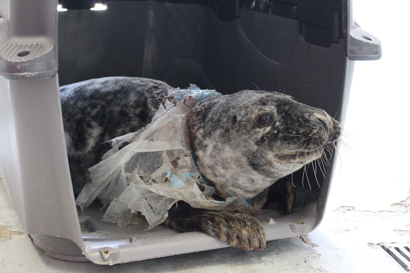 Report tallies wildlife entangled or choked by plastic waste - The San  Diego Union-Tribune